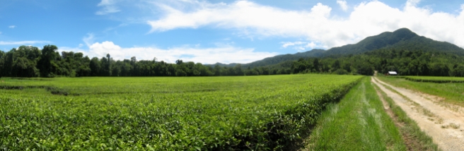 03 Teeplantage auf dem Weg zum Cape Tribulation
