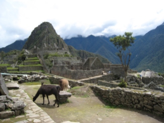 13 Lamas in Machu Picchu